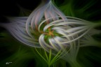 Twirl Effect.. Twirl Effect..