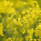Yellow Yellow