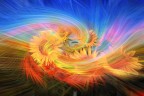girasoli twirlizzati girasoli twirlizzati