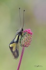 Libelloides-coccajus_DSC0106 Libelloides-coccajus_DSC0106