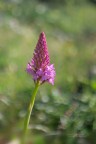 Anacamptis-pyramidalis_DSC0130