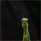 mantide religiosa mantide religiosa