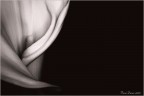Calla Calla