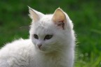 Gatto pensieroso! Gatto pensieroso!