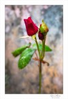 Rosa Rossa Rosa Rossa