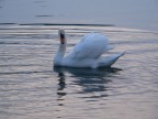 cigno cigno