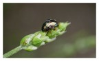 macro macro