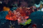 Un piccolo scorfano rosso posa su una spugna; foto diurna prof. 20m.
Il colore rosso � molto frequente in mare, ma � anche il primo a sparire: gi� a 5 m dalla superfice si perde completamente. Ma basta un p� di luce artificiale per farlo risaltare di nuovo a qualunque profondit�.

Critiche e commenti welcome
