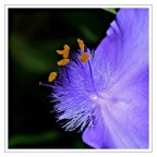 fiore fiore