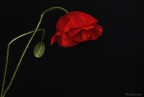 Rosso papavero Rosso papavero