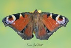 Aglais io (Linneaus, 1758) Aglais io (Linneaus, 1758)