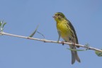 Verzellino (Serinus serinus) Verzellino (Serinus serinus)