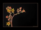 La bellezza della semplicità La bellezza della semplicità