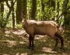Camoscio nel bosco
