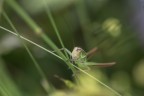 macro_orizz macro_orizz