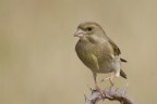 Verdone (Chloris chloris)