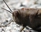 Una bella cavalletta Una bella cavalletta