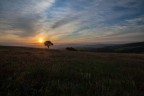 alba alba