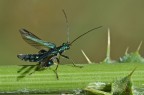 Oedemera virescens Oedemera virescens