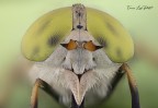 Atylotus rusticus (Linneaus, 1758) Atylotus rusticus (Linneaus, 1758)