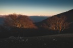 | Trees | | Trees |