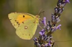 Colias in alimentazione con intruso Colias in alimentazione con intruso