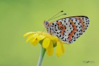 Melitaea-didyma_DSC0465 Melitaea-didyma_DSC0465