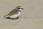 Fratino (Charadrius alexandrinus) Fratino (Charadrius alexandrinus)