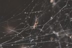 spider spider