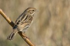 Migliarino di palude (Emberiza schoeniclus)