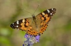 Vanessa cardui Vanessa cardui