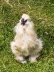 Eppure sono una gallina Eppure sono una gallina