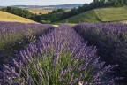 Lavanda..