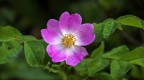 Rosa canina