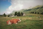 Montasio (UD)