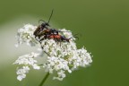 L'ammucchiata L'ammucchiata