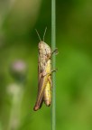 Chorthippus Chorthippus