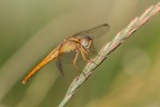 Sympetrum
