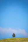 SOLO SOLO