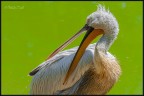 Il "Riccio" Il "Riccio"
