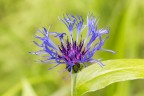 Centaurea montana