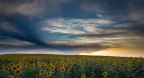 Girasoli Girasoli