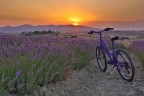 Campo di lavanda con bici Campo di lavanda con bici