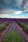 Lavanda