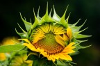 everyone has his own time to blossom everyone has his own time to blossom