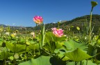 Lo spuntar dei fiori di Loto.. Lo spuntar dei fiori di Loto..