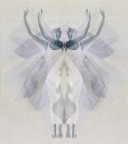 il calabrone non lo sa ma...