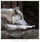 Pensieri da cattivit�