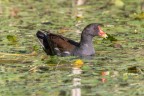 Gallinella d'acqua Gallinella d'acqua