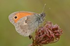 Coenonympha pamphilus Coenonympha pamphilus